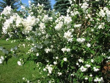 Die spiere ist ein strauch der sich ab april mit weißen, rosafarbenen oder violetten blüten zeigt. Garten strauch weiße blüten - Gräser im kübel überwintern