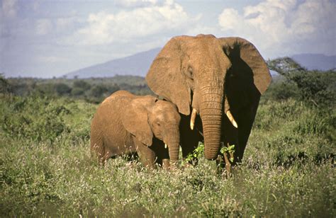 Dades Divertides I Imprimibles Sobre Elefants I Nadons Elefants