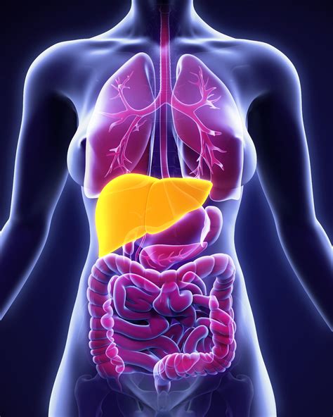 Fatty Liver Disease Medlineplus