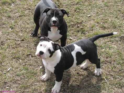 Attending Black Pitbull For Sale Can Be A Disaster If You Forget These