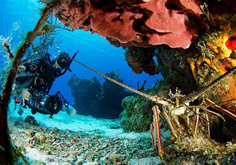 A Divers Guide To Cozumel Pro Dive International