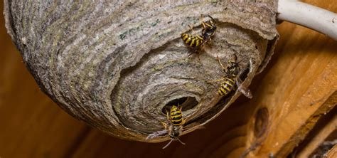 Wasp Nests Removal In Devon