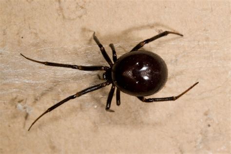 False Widow Spiders Irish Mirror Online