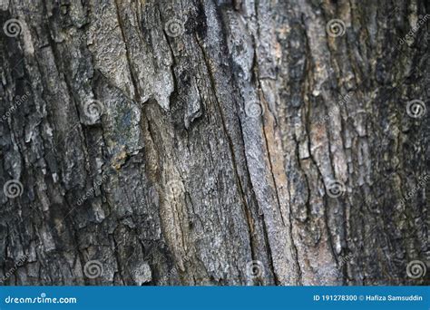 Old Tree Bark Close Up Decorative Background Design Stock Photo