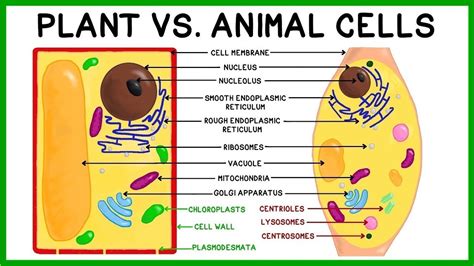 Plant Vs Animal Cell Venn Diagram General Wiring Diagram