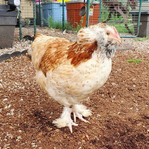 Top 8 Friendliest Chicken Breeds Best Pet Chickens Tendig