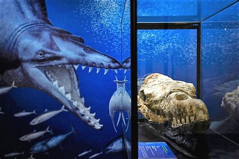 36 Million Year Old Whale Fossil Found In Peruvian Desert