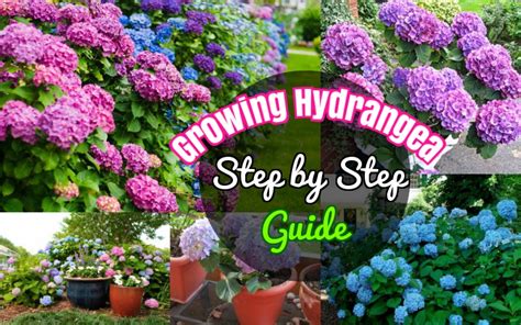 Diy Growing Hydrangeas 4 How To Grow Hydrangea Tutorial And Care Tips