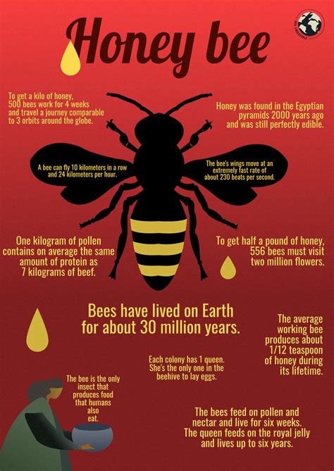Infographic About Bees Bee Fun Facts About Bees Bee Wings