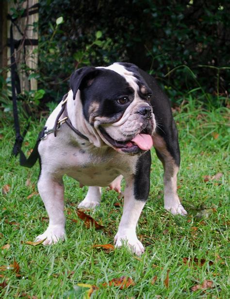 Black Tri Olde English Bulldogge Puppies For Sale