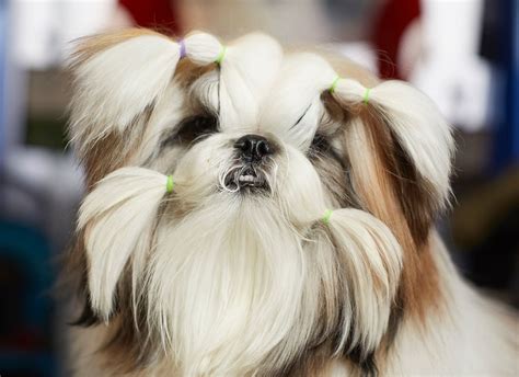 The Lovable Faces Of The Dogs At The Westminster Dog Show Photos Abc News