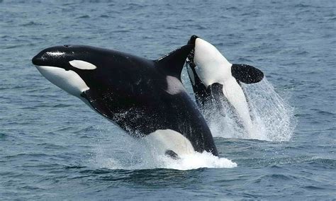 First Known Case Of Orca Infanticide Committed By Mother Son Pair