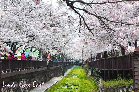Complete Guide To The Jinhae Cherry Blossom Festival