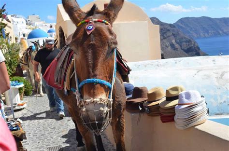 Should You Do A Santorini Donkey Ride Greece Travel Secrets