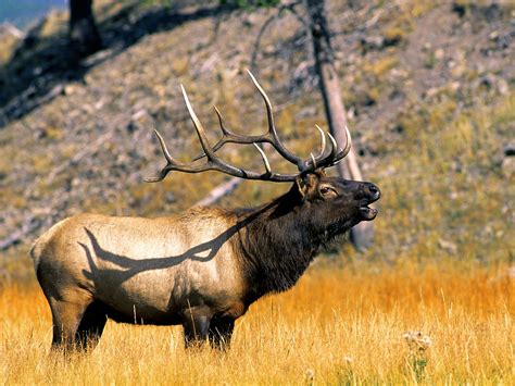 Elk Yellowstone National Park Wyoming Elk Wallpaper