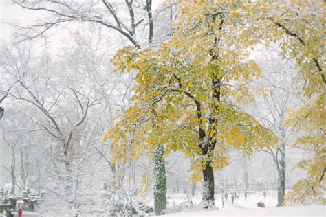 Photo Essays Snow Day In Central Park York Avenue