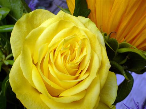 Free Stock Photo 12912 Gorgeous Vivid Fresh Yellow Rose Freeimageslive