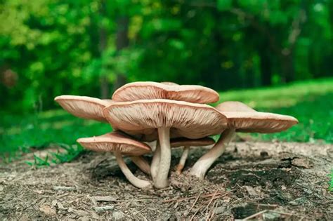 9 Ciri Ciri Kingdom Fungi Serta Klasifikasi Dan Manfaatnya Orami