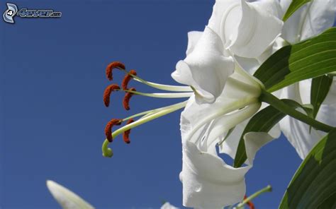 Foto di fiori bianchi profumati gelsomino arbusto fiorisce con. Fiori bianchi