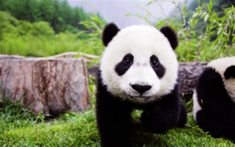 Baby Panda Wallpapers And Images Wallpapers Pictures Photos