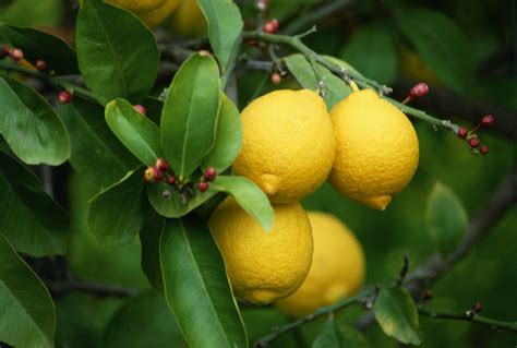 Lemon Tree Plant Onepronic
