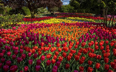 Park Filled With Tulips Full Hd Wallpaper And Background Image