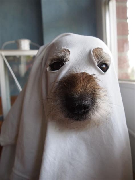 Ghost Dog I Wanna Puppy Love And Other Animals Pinterest