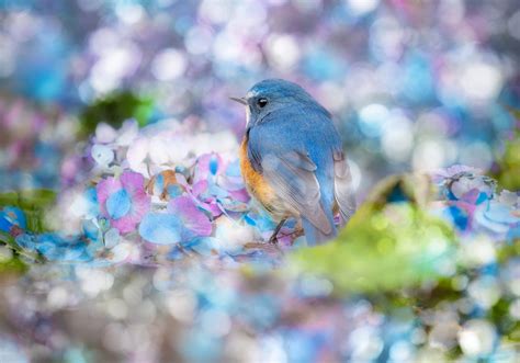 Animal Bluebird Hd Wallpaper