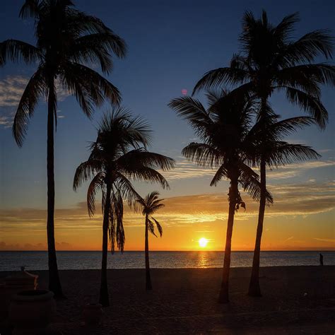 A Five Palm Sunrise Photograph By David Choate Fine Art America