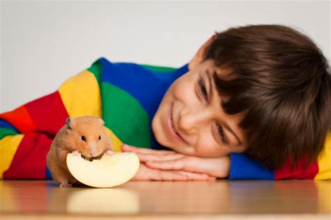 Smiling Kid Looking To A Hamster Selective Focus Stock Photo Download