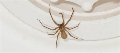 Common Household Spiders In Oklahoma Abc Blog