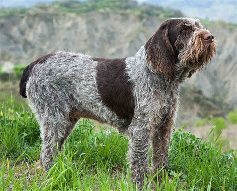 Spinone Italiano Complete History And Development Project Upland