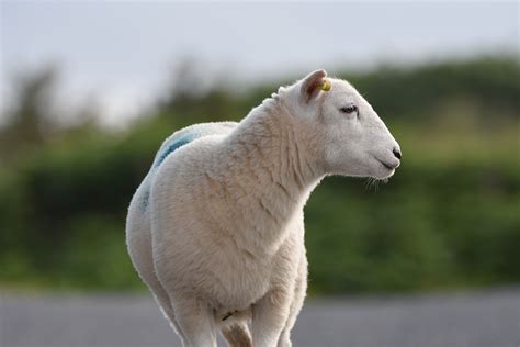 Sheep Lamb Animal Free Photo On Pixabay Pixabay
