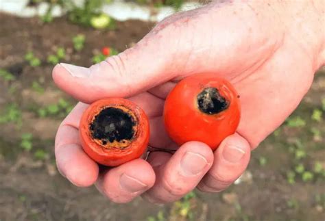 How To Fix Black Spots On Tomatoes Home Garden Vegetables