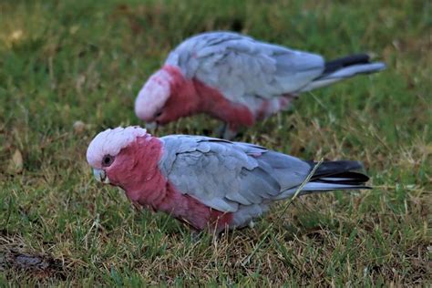 20 Free Pink Gray Galah And Galah Photos Pixabay