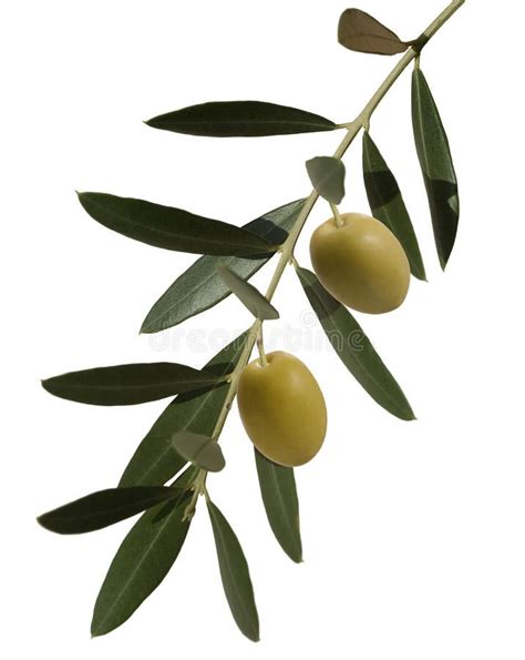 Olive branch with two olives. Olive plant, branch with leaves and two