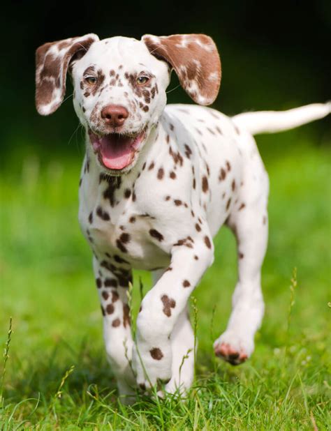 The Dalmatian Information About These Spotted Dogs