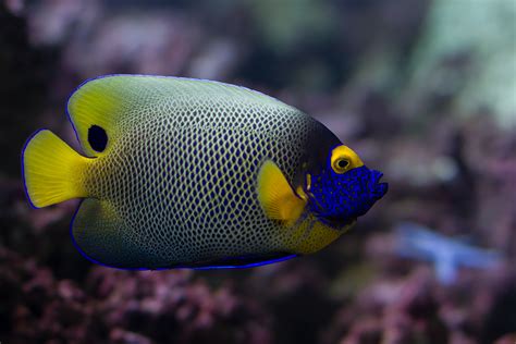 Inilah 8 Jenis Ikan Hias Air Laut Tercantik Di Dunia Satu Jam