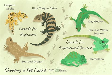 If you're looking for a specific breed of animal or an animal with a known background, you may want to work. How to Choose and Care for a Pet Lizard