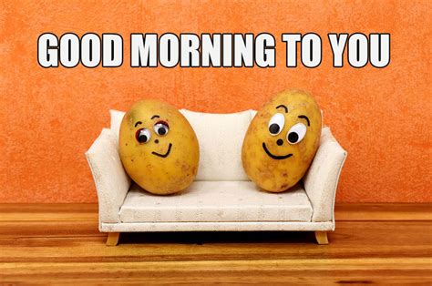 Funny Pic Of Good Morning To You Good Morning Images Quotes Wishes