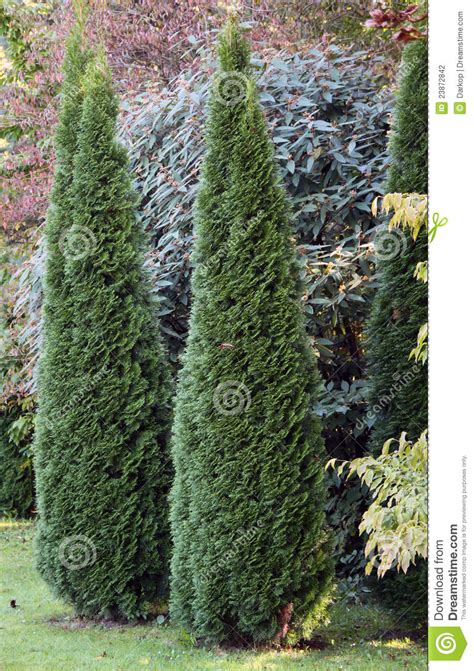 Download 23,540 cedar tree free vectors. Cypress Ornamental Trees Stock Photography - Image: 23872842