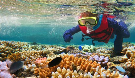 Snorkeling And Scuba Diving Whitsunday Coast Arrivalguides