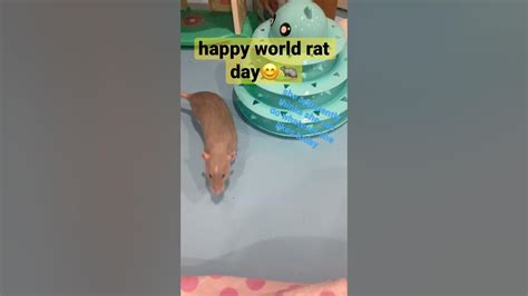 Happy World Rat Day🥰 Youtube