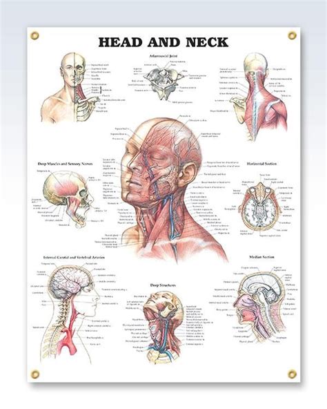 Head And Neck 20x26 Anatomy Poster Head And Neck Medical Posters