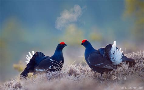 3840x2400 Black Grouse Birds 4k Hd 4k Wallpapers Images Backgrounds