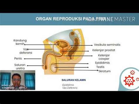 Organ Reproduksi Pada Pria Dan Wanita YouTube