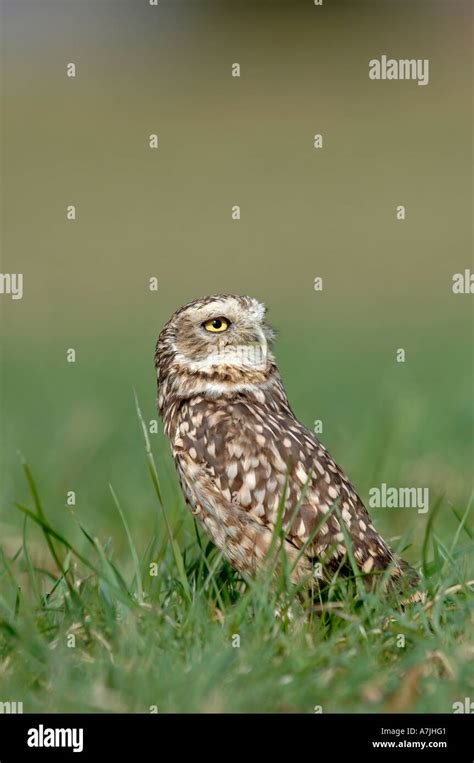 Burrowing Owl Athene Cunicularia Stock Photo Alamy