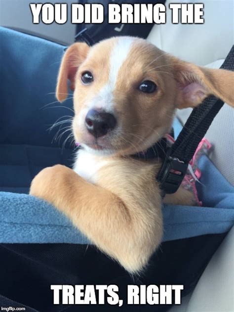 Your meme was successfully uploaded and it is now in moderation. smart dog Memes & GIFs - Imgflip