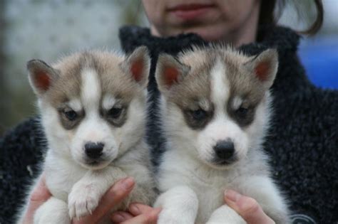 On the lookout for preloved puppies for adoption in your neck of the woods? husky puppies for adoption Offer