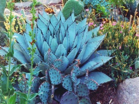 Hardiness zone 3 cover the majority of alaska and some far northern states of us. Cold hardy zone 5 blue agave! A desert feel for northern ...